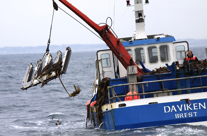 Goémonier en pêche devant Molène